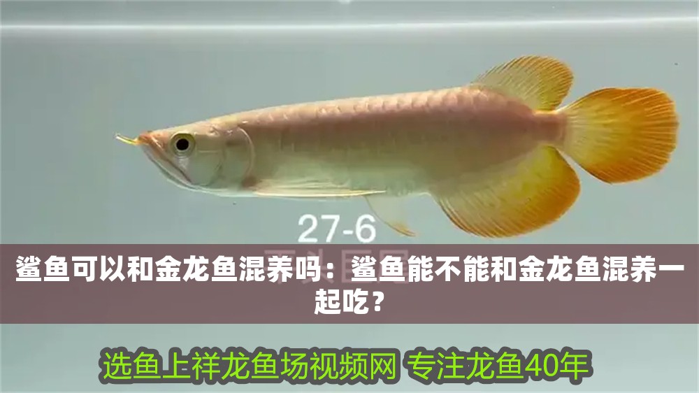 鯊魚可以和金龍魚混養嗎：鯊魚能不能和金龍魚混養一起吃？