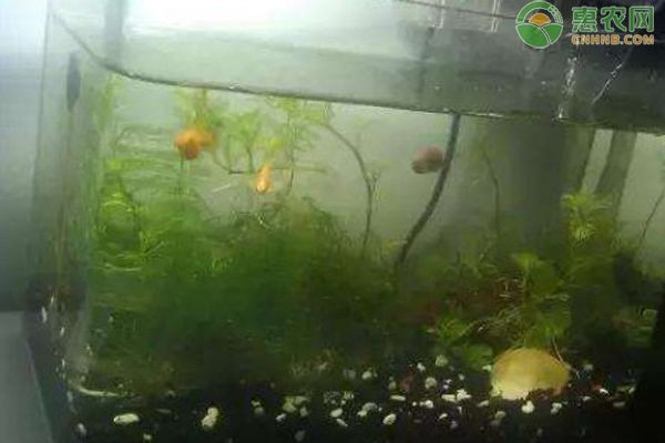 魚缸里的水渾濁最簡單的處理方法：魚缸水質檢測的簡易方法