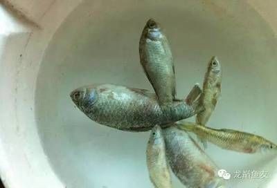 魚(yú)缸水泵維修方法：魚(yú)缸三合一個(gè)長(zhǎng)方體的金魚(yú)缸水泵壞了，魚(yú)缸三合一水泵壞了