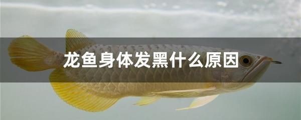 龍魚嘴巴發黑是什么病：龍魚嘴巴發黑可能是由于多種原因引起的，治療方法是什么