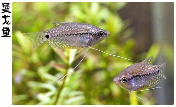 觀賞魚曼龍魚