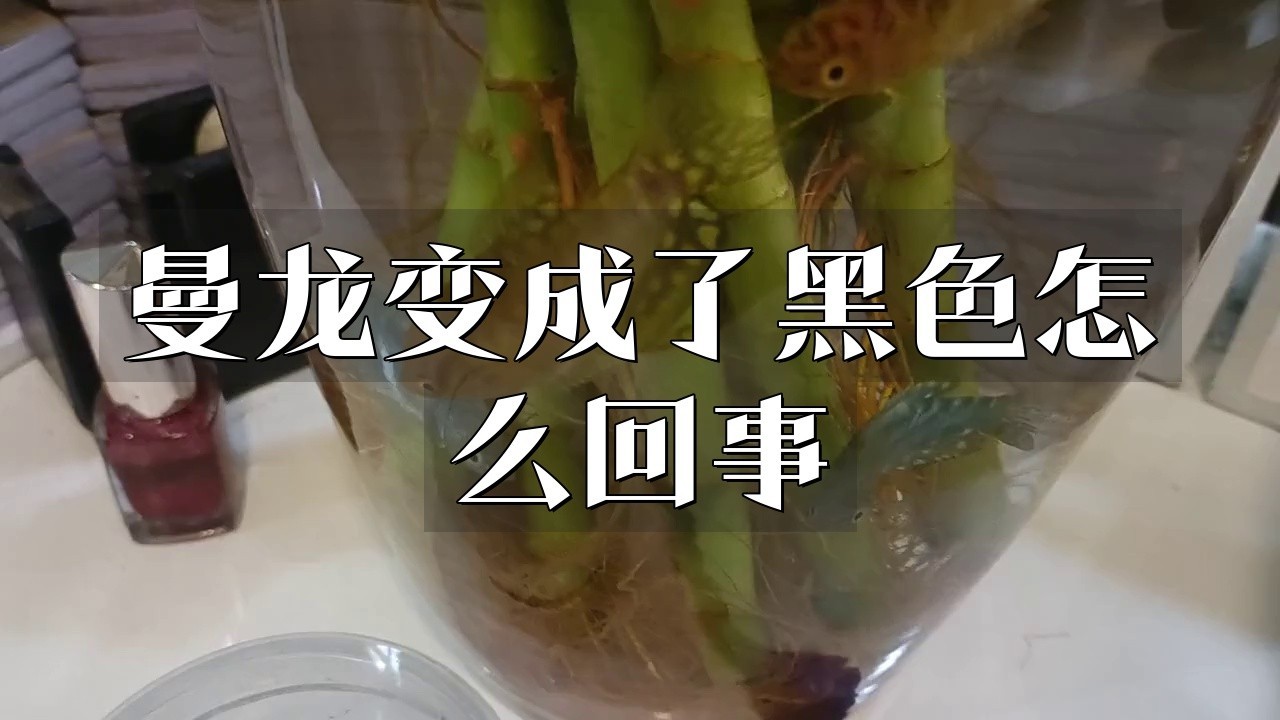 觀賞魚曼龍魚