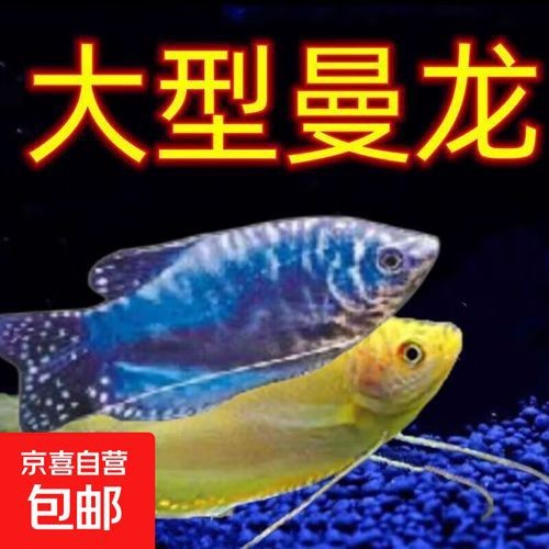 觀賞魚曼龍魚