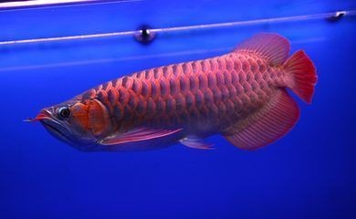 <strong><mark>廉江</mark></strong>市熱帶雨林水族館（<strong><mark>廉江</mark></strong>市熱帶雨林水族館電話）
