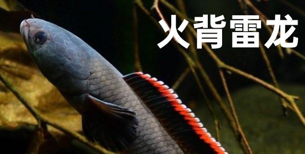如何為雷龍魚選擇合適光照：雷龍魚光照周期光照周期的光照強度和光照強度和光照 如何為雷龍魚選擇合適光照：雷龍魚光照周期光照周期的光照強度和光照強度和光照 龍魚百科 第5張