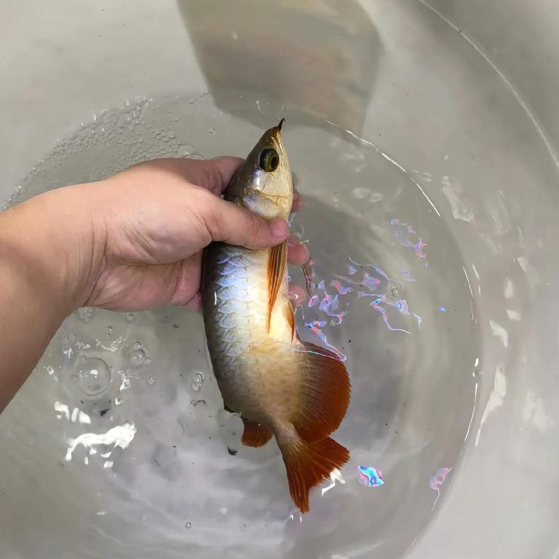紅龍魚的飼養方法講解視頻大全圖片 紅龍魚的飼養方法講解視頻大全圖片 龍魚百科 第46張