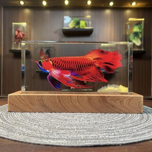 紅龍魚的飼養方法講解視頻大全圖片 紅龍魚的飼養方法講解視頻大全圖片 龍魚百科 第40張