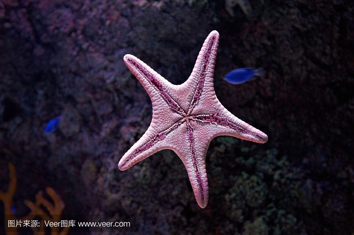 海星可以在魚缸中飼養嗎？：揭秘海星的飲食秘密 海星可以在魚缸中飼養嗎？：揭秘海星的飲食秘密 魚缸百科 第1張