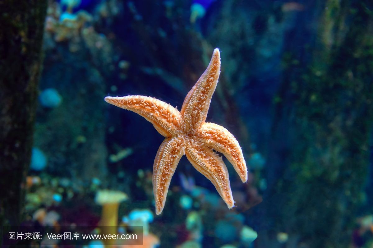 海星可以在魚缸中飼養嗎？：揭秘海星的飲食秘密 海星可以在魚缸中飼養嗎？：揭秘海星的飲食秘密 魚缸百科 第2張