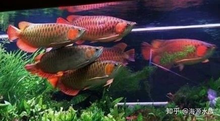 魚缸深度多少合適：家居魚缸深度的選擇