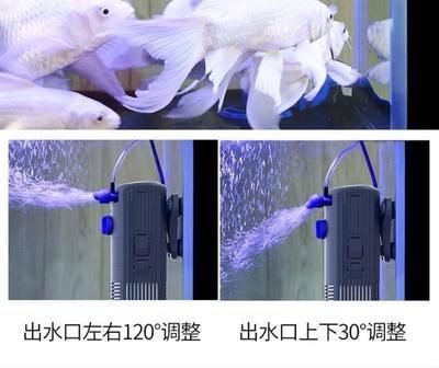 魚缸出水口方向怎么擺放最合理：關(guān)于魚缸出水口方向的一些建議