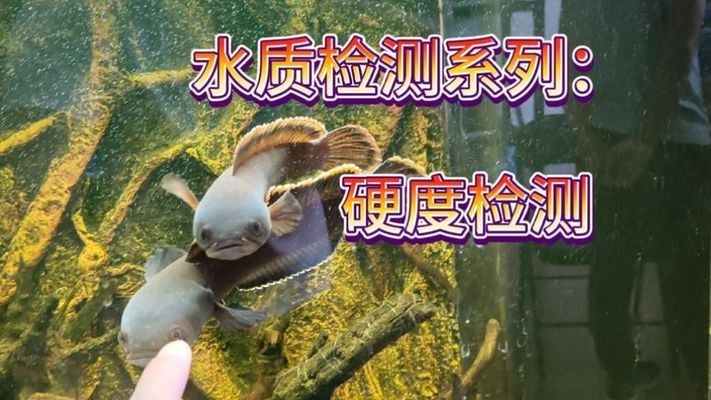魚缸mv檢測標(biāo)準(zhǔn)最新：魚缸mv檢測標(biāo)準(zhǔn)更新與重要性