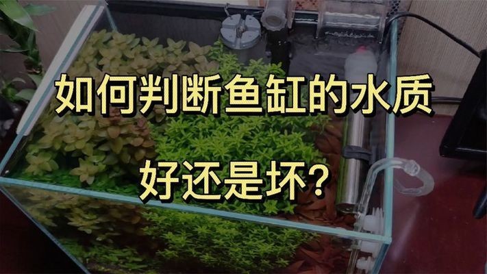 魚缸mv檢測標(biāo)準(zhǔn)最新：魚缸mv檢測標(biāo)準(zhǔn)更新與重要性