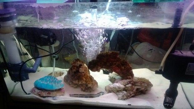 養(yǎng)珊瑚魚(yú)缸的配置是什么：養(yǎng)珊瑚的基本配置詳情