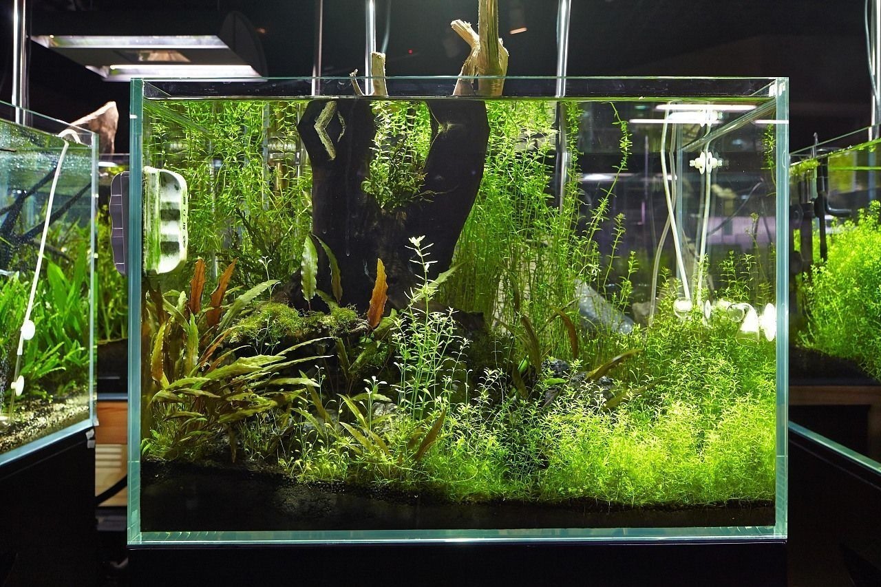 風景魚缸的實景圖片和相關信息：風景魚缸實景圖片