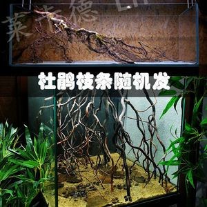 龍魚缸里能放沉木嗎視頻：龍魚缸放沉木有什么用