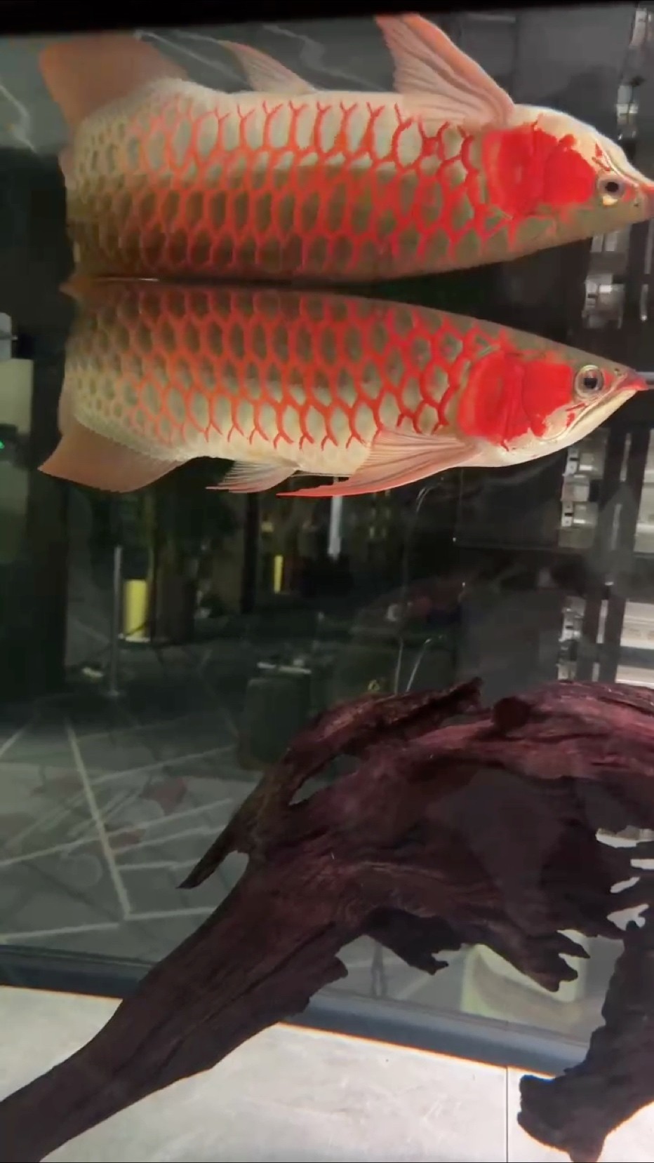 龍魚干蝦有營養嗎 2025.6.1號 龍魚論壇 2025.6.1號 2025.6.1號 龍魚論壇