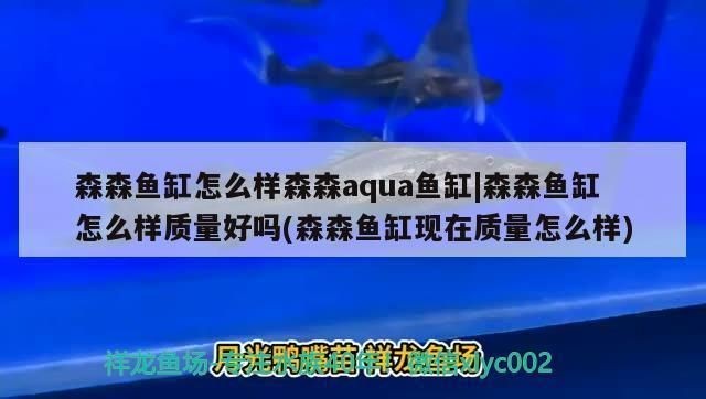 森森牌魚(yú)缸怎么樣：森森牌魚(yú)缸與索一魚(yú)缸對(duì)比評(píng)測(cè)