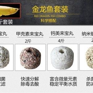 紅龍魚魚缸濾材選擇指南：紅龍魚魚缸濾材如何搭配