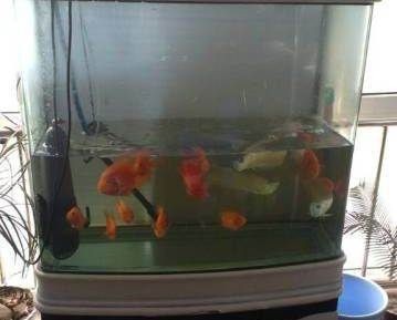 魚缸推薦（在選擇魚缸時有幾個關鍵因素需要考慮以下是一些推薦的）