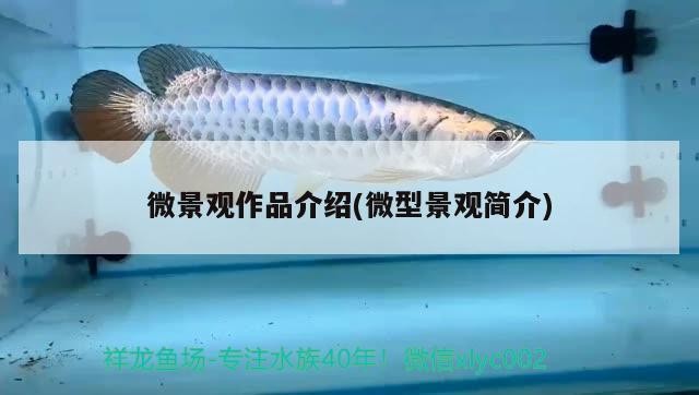 我的虎魚(yú)真菌感染了要怎么處理 微景觀作品介紹(微型景觀簡(jiǎn)介) 全國(guó)水族館企業(yè)名錄 微景觀作品介紹(微型景觀簡(jiǎn)介) 微景觀作品介紹(微型景觀簡(jiǎn)介) 全國(guó)水族館企業(yè)名錄