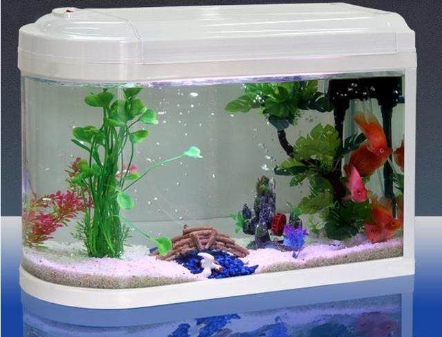 給魚缸換水的注意事項(xiàng)：給魚缸換水的方式和注意事項(xiàng) 給魚缸換水的注意事項(xiàng)：給魚缸換水的方式和注意事項(xiàng) 魚缸百科 第4張
