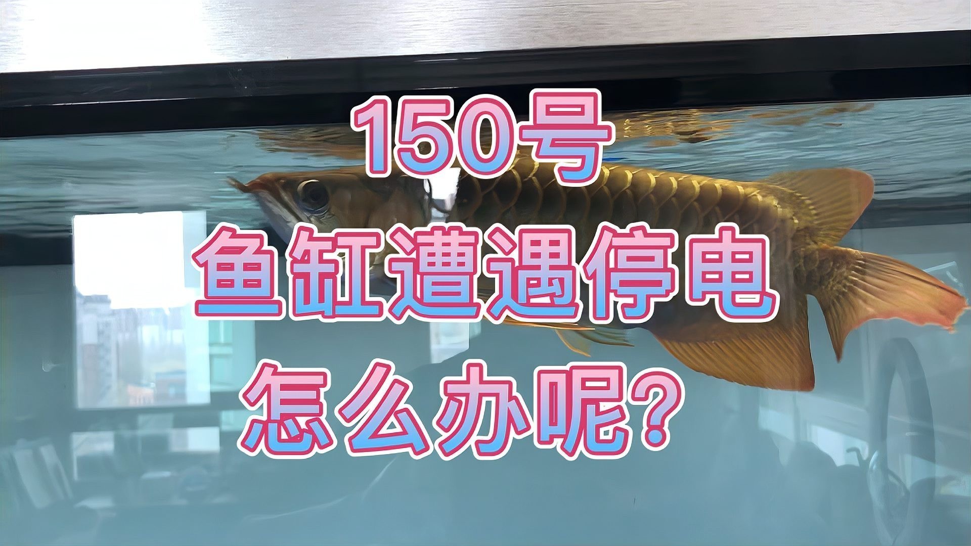 龍魚魚缸停電了怎么辦 龍魚魚缸停電了怎么辦 龍魚百科 第3張