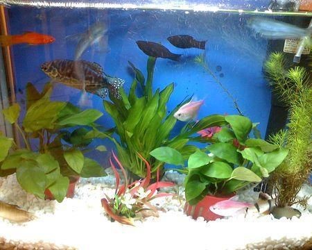 黑魚的飼養技巧，：黑魚的飼養技巧 黑魚的飼養技巧，：黑魚的飼養技巧 魚缸百科 第2張