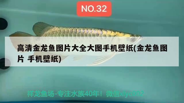 高清金龍魚圖片大全大圖手機壁紙(金龍魚圖片手機壁紙) 高清金龍魚圖片大全大圖手機壁紙(金龍魚圖片手機壁紙) 龍魚百科