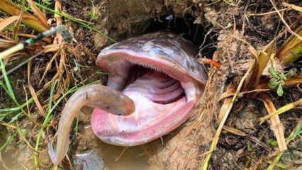 皇冠狗頭魚缸顏色（皇冠狗頭魚的飼養(yǎng)技巧）