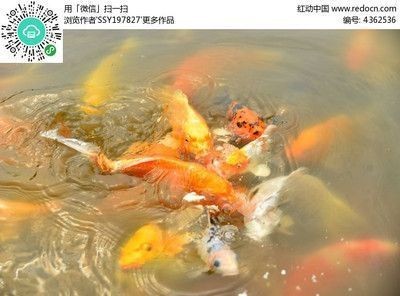 龍魚買賣平臺有哪些軟件（龍魚之城交易平臺） 龍魚買賣平臺有哪些軟件（龍魚之城交易平臺） 龍魚百科 第1張