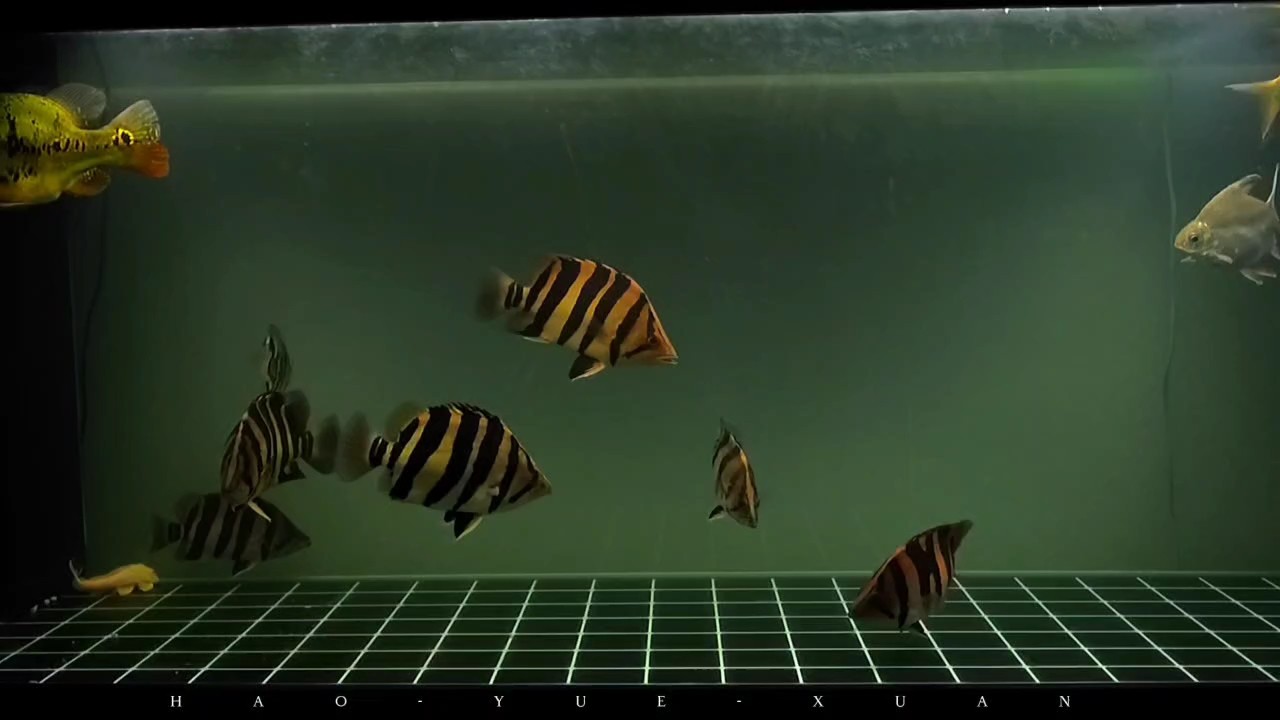 缸前發呆，睡前走走流程 缸前發呆，睡前走走流程 龍魚論壇 第1張