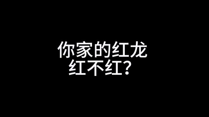 紅龍魚發色過程圖解視頻大全