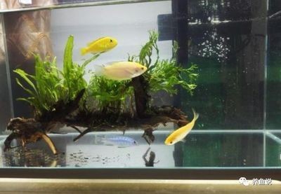 魚(yú)缸養(yǎng)水的正確方法：養(yǎng)觀賞魚(yú)缸水是一個(gè)細(xì)致的過(guò)程