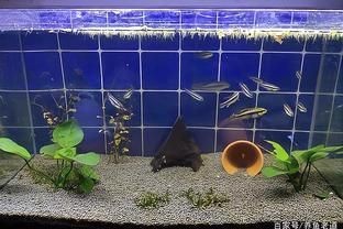 魚(yú)缸養(yǎng)水的正確方法：養(yǎng)觀賞魚(yú)缸水是一個(gè)細(xì)致的過(guò)程