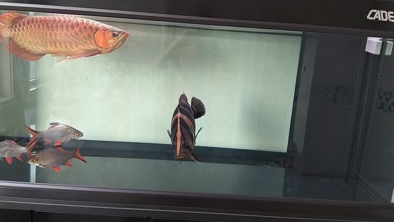 養(yǎng)魚養(yǎng)心