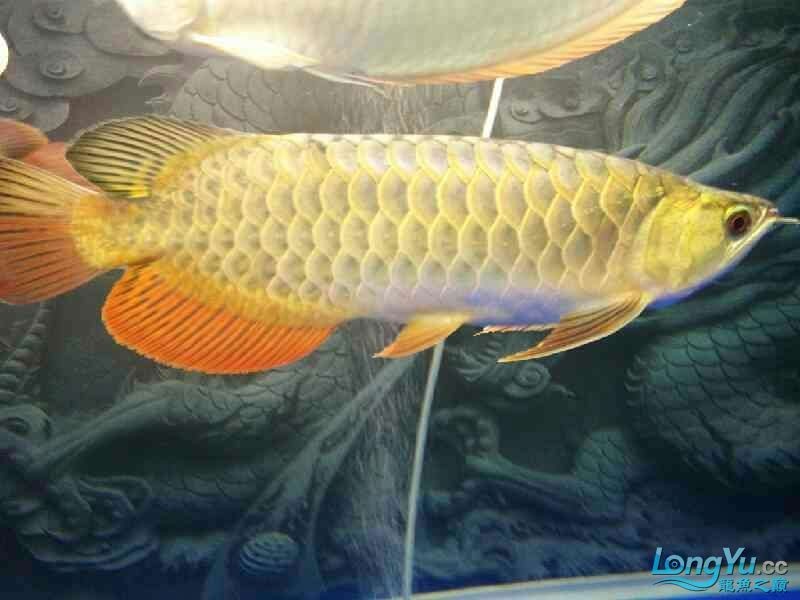 六角龍魚百度百科:六角龍魚是一種生物史上的奇跡,六角龍魚是一種奇跡 龍魚百科 第2張 六角龍魚百度百科:六角龍魚是一種生物史上的奇跡,六角龍魚是一種奇跡 六角龍魚百度百科:六角龍魚是一種生物史上的奇跡,六角龍魚是一種奇跡 龍魚百科 第2張