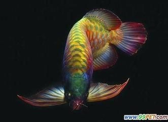 都龍魚是什么樣子的：都龍魚是一種觀賞魚，它們有著獨(dú)特的外觀特征，吸引了許多魚友的喜愛
