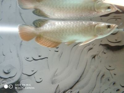 都龍魚是什么樣子的：都龍魚是一種觀賞魚，它們有著獨(dú)特的外觀特征，吸引了許多魚友的喜愛
