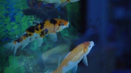 狗頭魚缸布置不同種類的魚缸布置不同種類的魚缸環境：養狗頭魚的注意事項