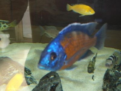 血艷紅龍魚：血艷紅龍魚是一種美麗且具有觀賞價值的淡水觀賞價值的淡水觀賞魚