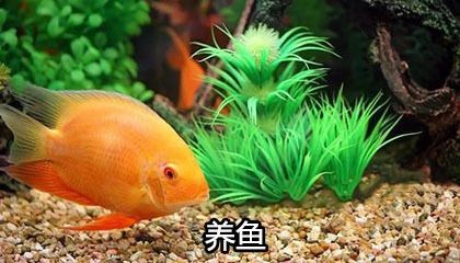 木命的人魚缸放哪個方位好：木命人家居布局宜忌