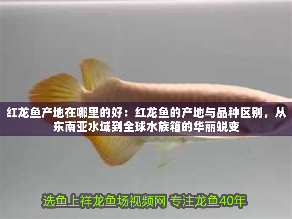 紅龍魚產地在哪里的好：紅龍魚的產地與品種區別，從東南亞水域到全球水族箱的華麗蛻變