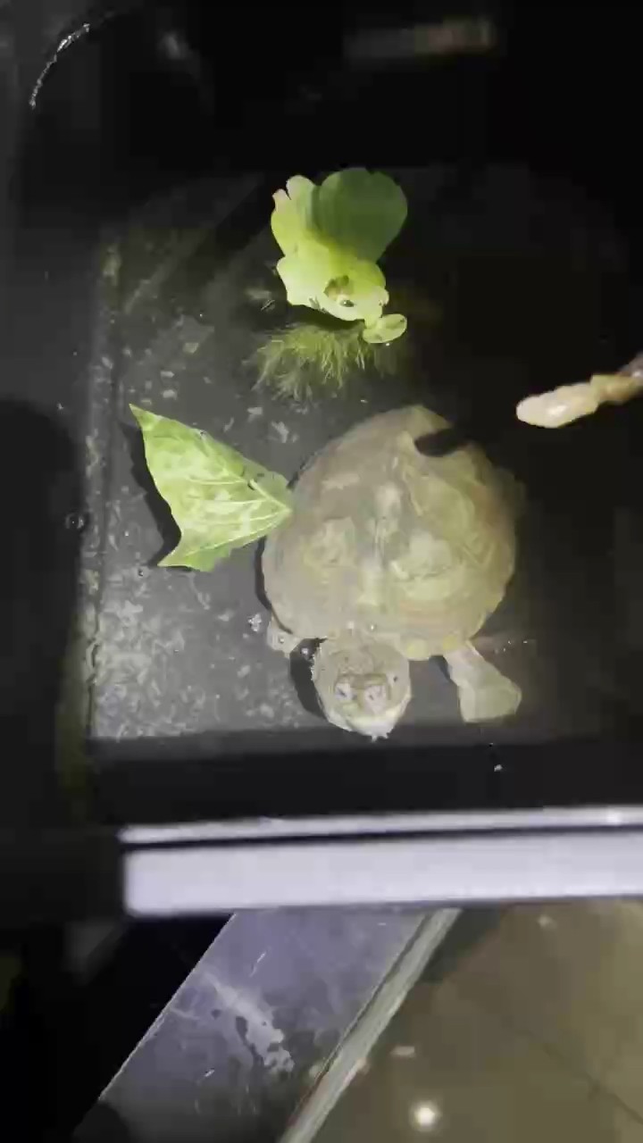 最近迷上了它
