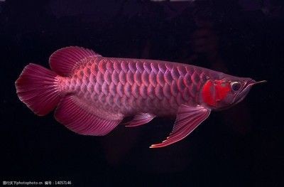 龍魚照片大全大圖高清：龍魚照片大全 龍魚照片大全大圖高清：龍魚照片大全 龍魚百科 第2張