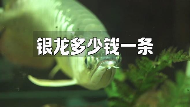 銀龍魚多少錢一斤