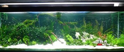 世界最頂級的魚缸造景：世界最頂級的魚缸造景方法