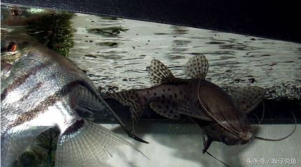 人靠近魚缸龍魚就快速游過來（龍魚對人類靠近魚缸的反應可能涉及多個方面）