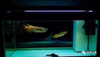 人靠近魚缸龍魚就快速游過來（龍魚對人類靠近魚缸的反應可能涉及多個方面）