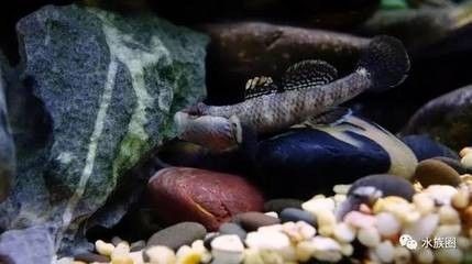龍魚飼料魚,蝦虎魚哪個好養活一點：龍魚飼料魚是專門為龍魚設計的飼料